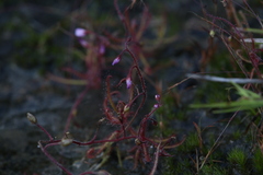 Drosera aquatica