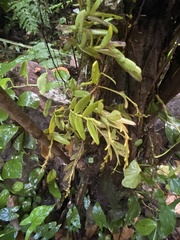 Epidendrum cardiophorum