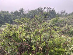 Rhododendron micranthum