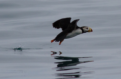 Fratercula corniculata