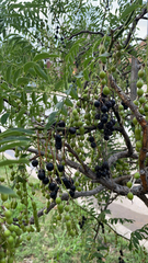 Styphnolobium