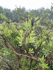 Rhododendron micranthum