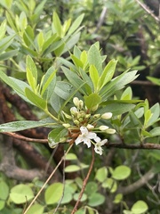 Rhododendron micranthum