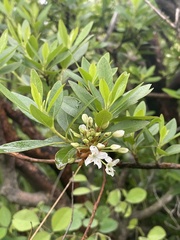 Rhododendron micranthum