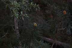 Banksia aquilonia