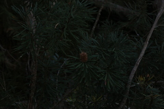 Banksia aquilonia