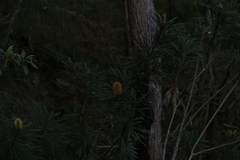 Banksia aquilonia