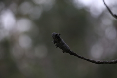 Banksia aquilonia