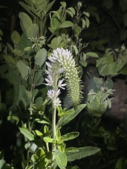 Lysimachia barystachys