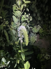 Lysimachia barystachys