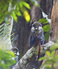 Cercopithecus ascanius