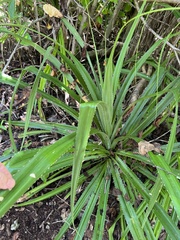Pandanus odorifer