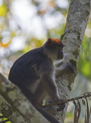 Piliocolobus tephrosceles