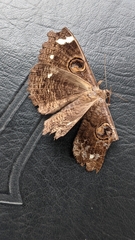 Erebus hieroglyphica