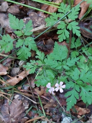 Geranium robertianum