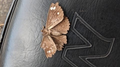 Erebus hieroglyphica