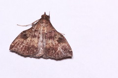 Phlyctaina irrigualis