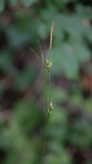 Carex depauperata