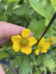 Geum calthifolium