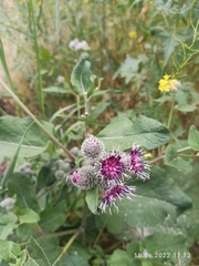 Arctium tomentosum