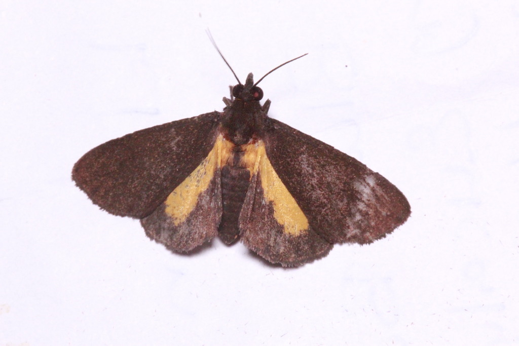 Virbia xanthopleura