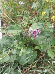 Arctium tomentosum
