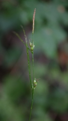Carex depauperata