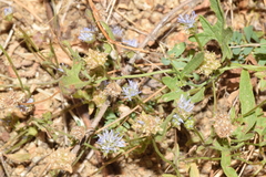 Jasione blepharodon