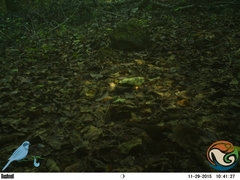 Arremon brunneinucha