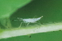 Hyaliodes