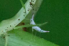 Hyaliodes