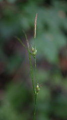 Carex depauperata
