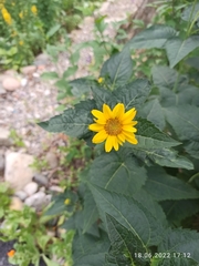 Heliopsis helianthoides