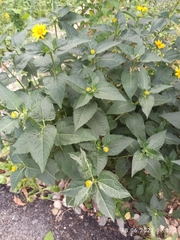 Heliopsis helianthoides