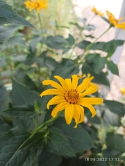 Heliopsis helianthoides