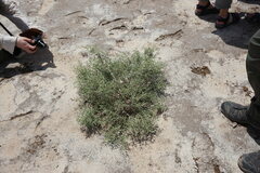 Seidlitzia rosmarinus