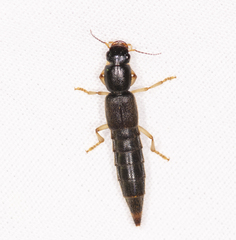 Pinophilus latipes