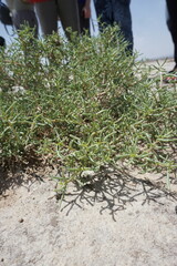 Seidlitzia rosmarinus