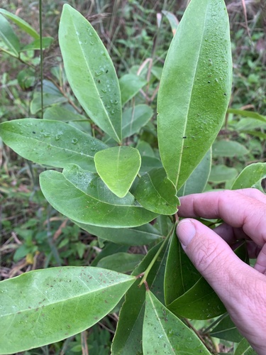 Marada (Myrsine crassifolia)