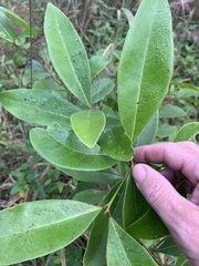 Myrsine crassifolia