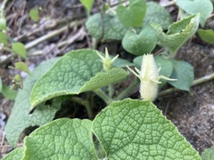 Trichosanthes scabra