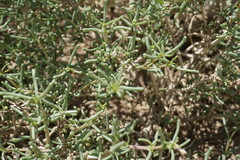 Seidlitzia rosmarinus