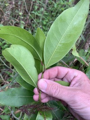 Myrsine crassifolia