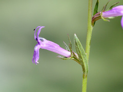 Lobelia urens