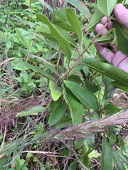 Myrsine crassifolia