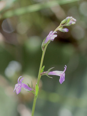 Lobelia urens