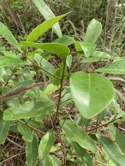 Myrsine crassifolia