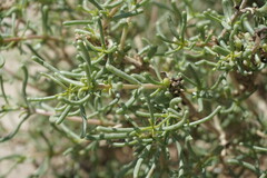 Seidlitzia rosmarinus