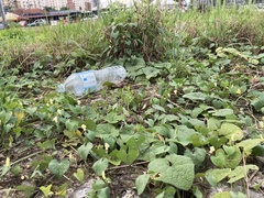 Trichosanthes scabra