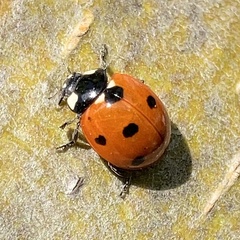 Coccinella septempunctata